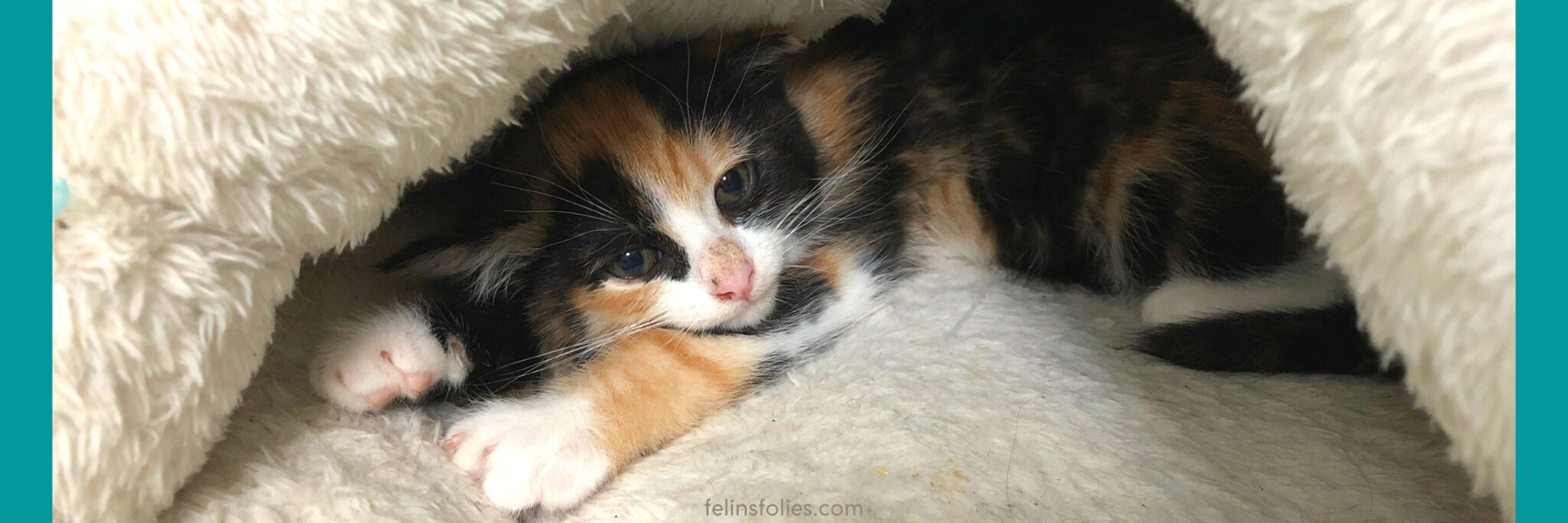 Comment sociabiliser un chaton timide ? - FélinsFolies