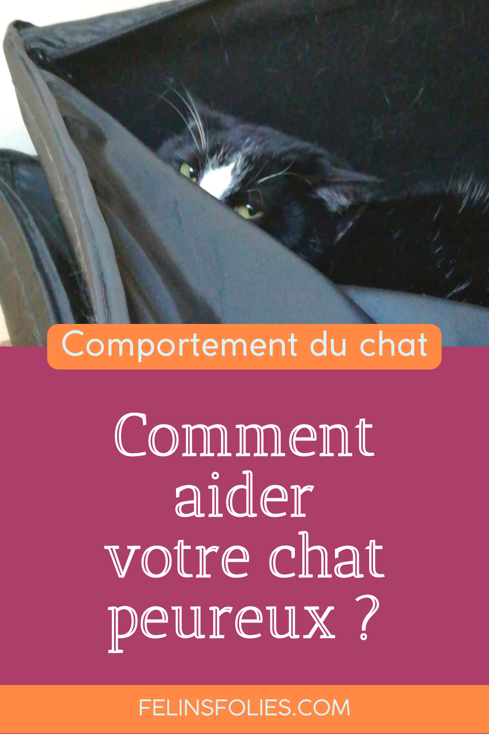 Comment apaiser et rassurer un chat timide ? - FélinsFolies