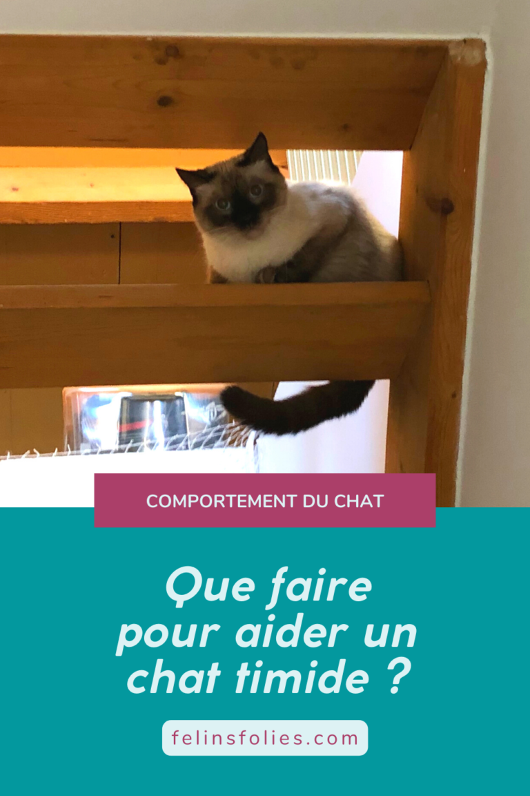 Comment apaiser et rassurer un chat timide ? - FélinsFolies