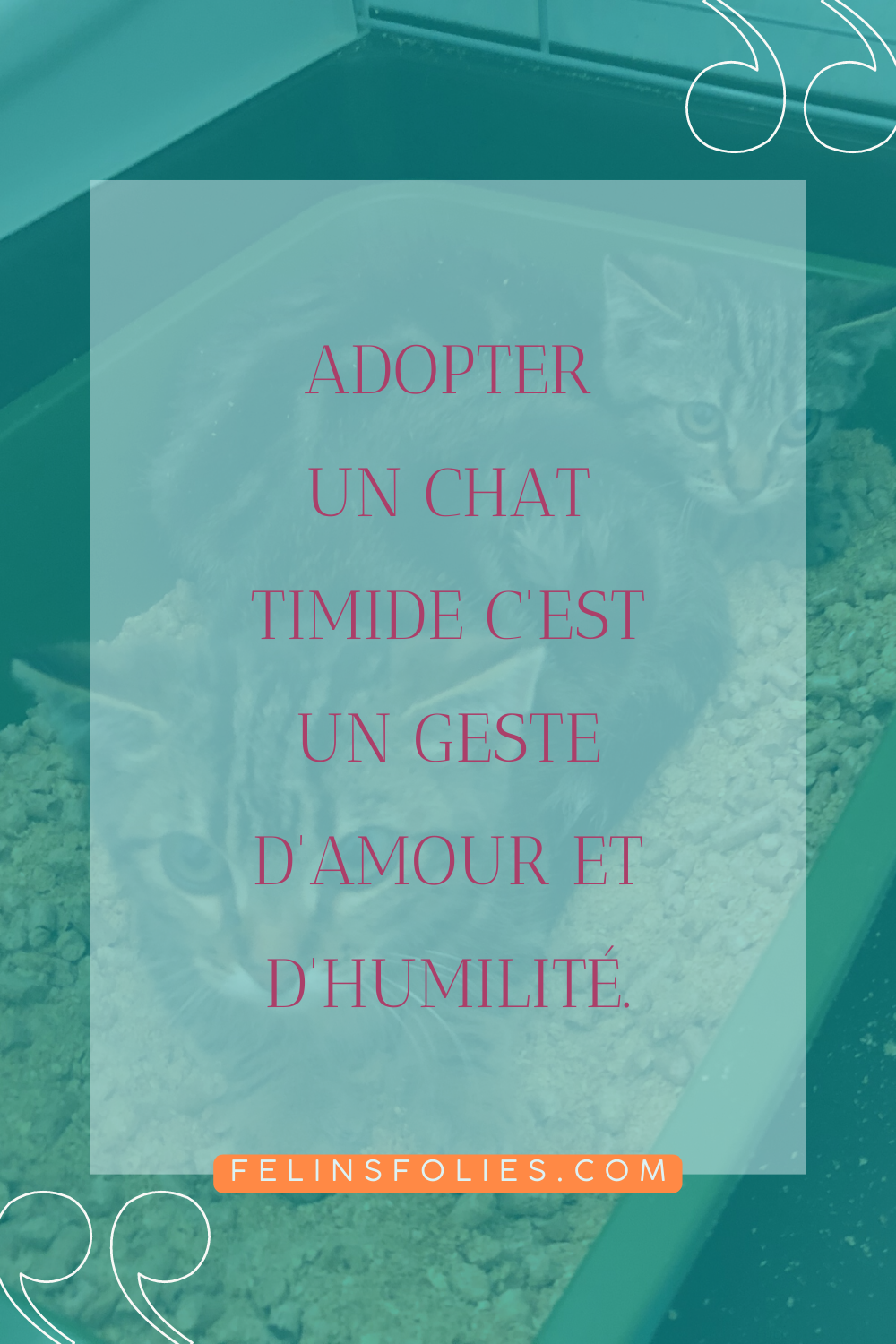 Comment apaiser et rassurer un chat timide ? - FélinsFolies