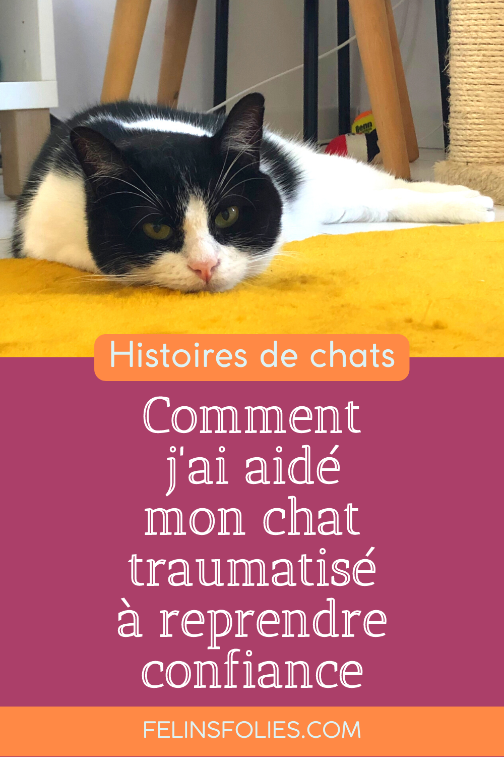 Comment j'ai aidé un chat traumatisé à reprendre confiance