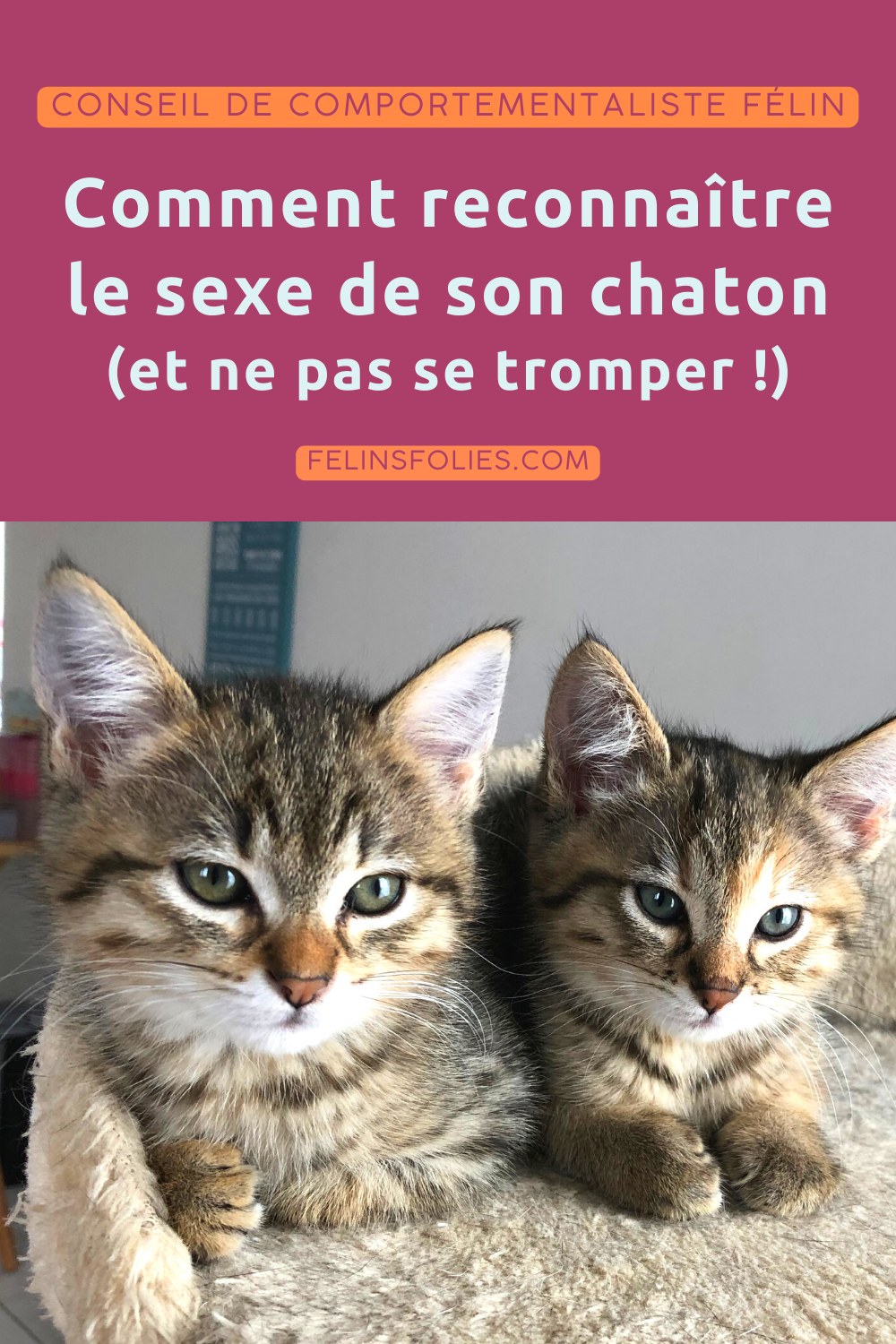 Comment Bien Identifier Le Sexe De Son Chaton F linsFolies Comment Bien Identifier Le Sexe De Son Chaton F linsFolies